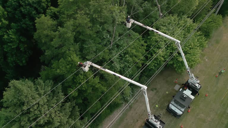 Best Tree Trimming and Pruning  in Hummelstown, PA